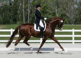 Red Dressage pic 2