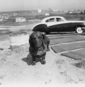 Our eccentric Daschound Ronzoni outside our house in Montauk. Uncle Tommy's Jaguar Mark IX in background.