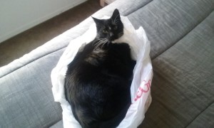 Jazzbo wants me to wake up and play with him. I have the scars to prove it.